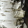 Birch Tree