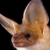 Pallid Bat