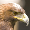 Golden Eagle
