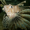 Lionfish