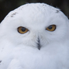 Snowy Owl