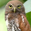 Pygmy Owl