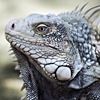 Iguana