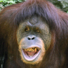 Orangutan