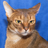 Abyssinian Cat