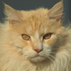 Maine Coon Cat