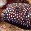 Spiny Puffer Fish