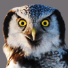 Northern Hawk Owl