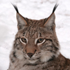 Lynx Cat