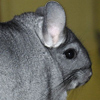 Chinchilla
