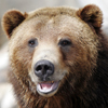 Grizzly Bear <br>A Brown Bear