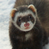 Ferret, Black-footed