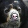 Spectacled Bear