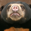 Sun Bear