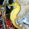 Seahorse