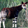 Okapi