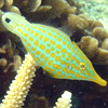 Filefish