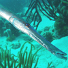 Trumpetfish