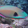 Parrotfish