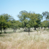 Savanna <br>(Tropical Grassland)