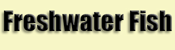 topic name text image
