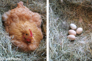 Hen and chicken eggs