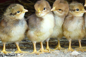 Baby chicks