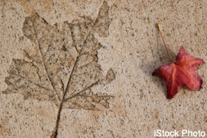 Leaf fossil nest to a regular leaf