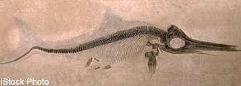 Fish fossil