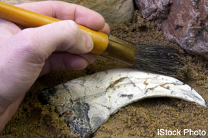 Uncovering a fossil