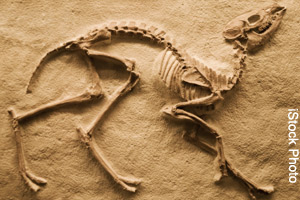 Dinosaur fossil
