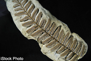 Plant fossil