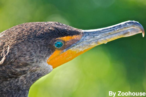 Close-up of a cormorant bird
