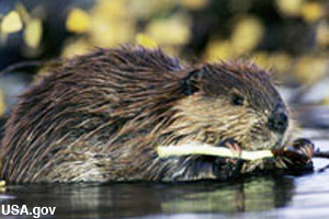 Beaver