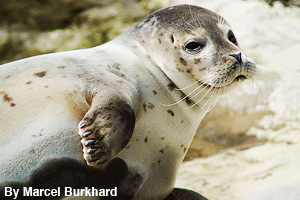 Harbor seal