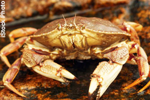Crab