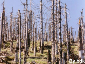 Acid rain harms trees.