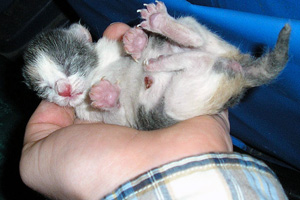 Newly born kitten
