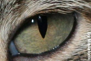 A cat has special eyes. It can see in the dark.