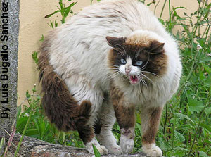 This cat senses danger.