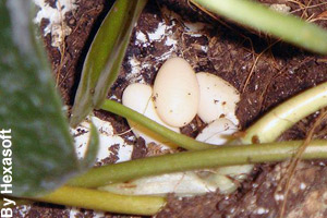 Chameleon eggs ready to hatch