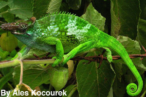 Changing colors to find food