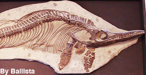 The skeleton of an ichthyosaur