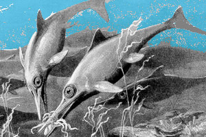 Drawing of two ichthyosaurs