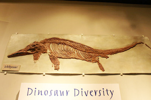 An ichthyosaur fossil