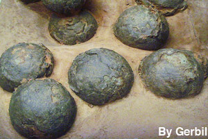 Dinosaur egg fossils
