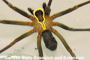 The violin shape (outlined in yellow) on the spider's back