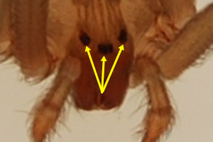 The brown recluse spider has three pairs <br>of eyes (total of six).