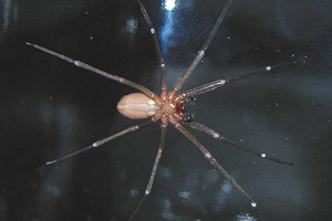 Underside of a brown recluse spider