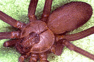 Brown recluse spider body
